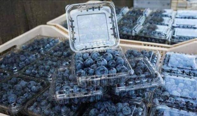 Fresh Blueberries for sale Color Blue Organic Yes Firmness Firm Sweetness Sweet Shelf Life Guaranteed Freshness Degree of Processing Frozen, Other - Image 4