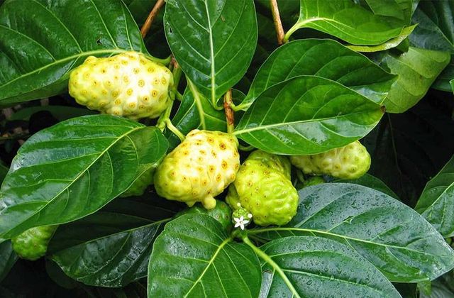 Cheap Noni Juice + Noni Fruit Powder  Material Noni Form VIET NAM Address VIET NAM Drying Process Noni Color Bromn - - Image 5