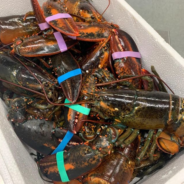 Fresh Live Canadian Lobster Wild Caught Premium Quality Ocean Seafood Ideal For Boiling Grilling Steaming And Baking - Image 4