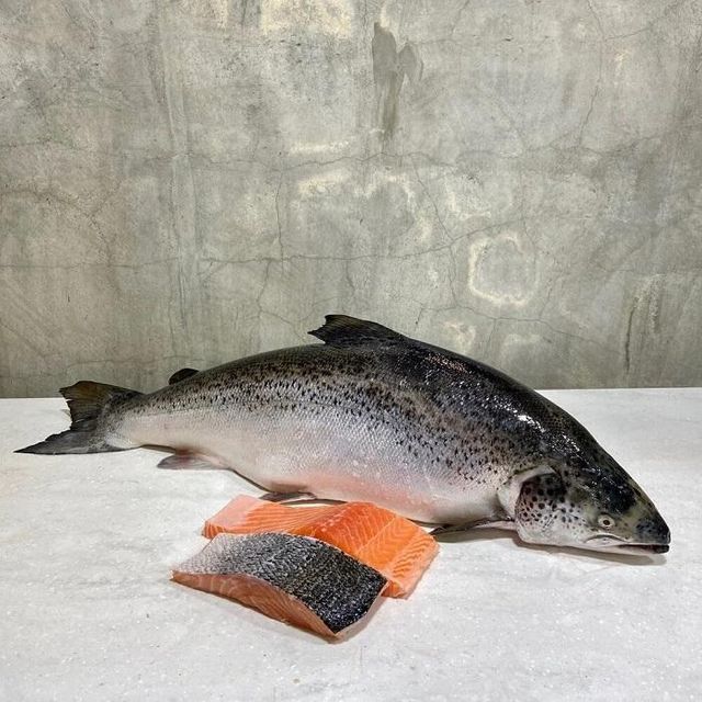 Premium Export Quality Frozen Atlantic Salmon Best Price Seafood for Restaurants Hotels Food Service and International Buyers - Image 3