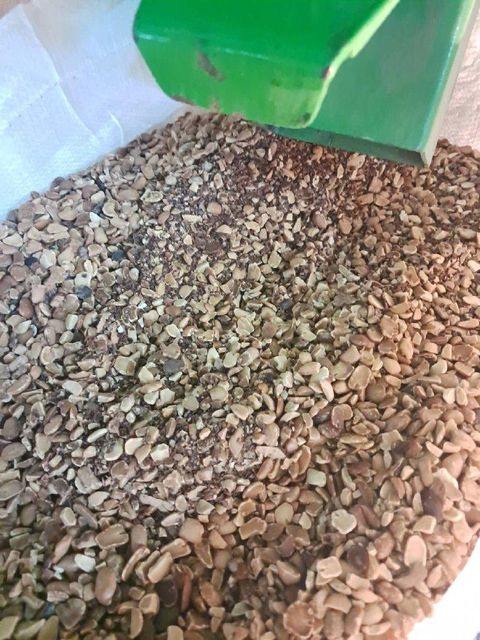Broken Tamarind Seed - Image 3