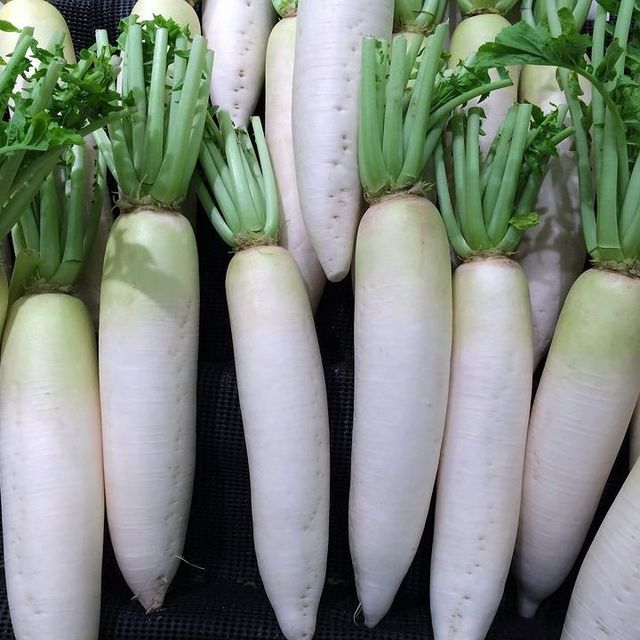 Fresh Radish Style Fresh Color White Type Radish Quality High Weight (kg) 10 Brand Name radish Certification ISO Model Number - Image 1