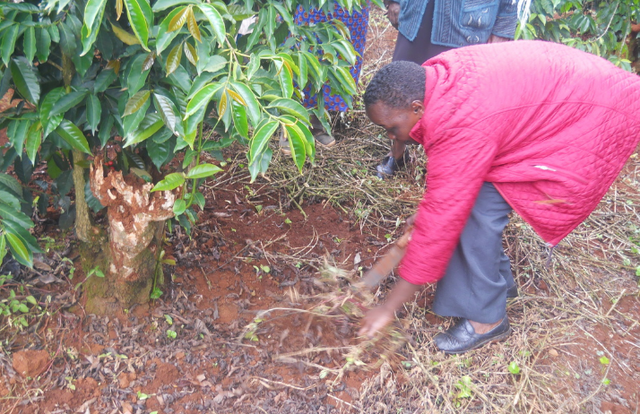 Kenyan Arabica Green Coffee Beans | High Altitude | Specialty Grade - Image 3