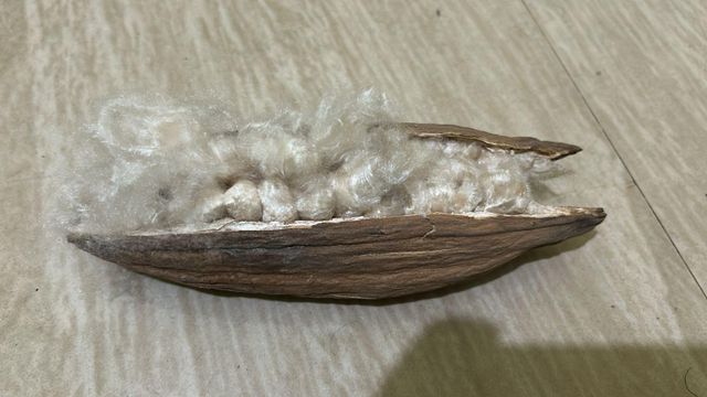 Kapok fibre - Image 2