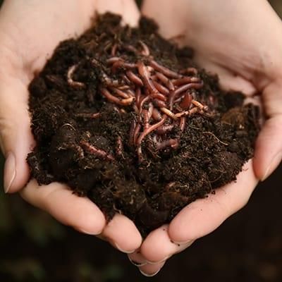Organic fertilizer - Image 4