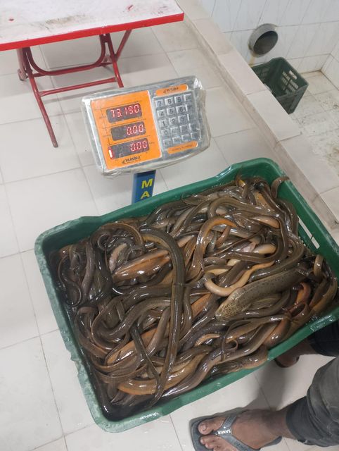 Eel fish - Image 1