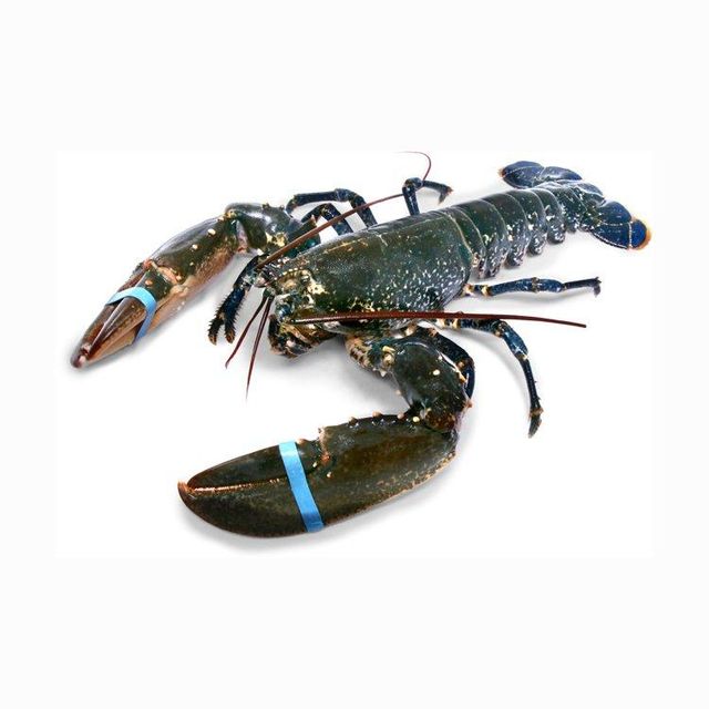 Fresh lobsters available for sale in bulk at competitive prices - Image 3