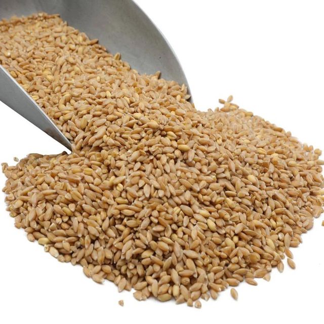 Fresh Durum Wheat With High Protein Level And Rich Nutritional Content Natural And Premium Wheat For Bulk Supply - Image 5