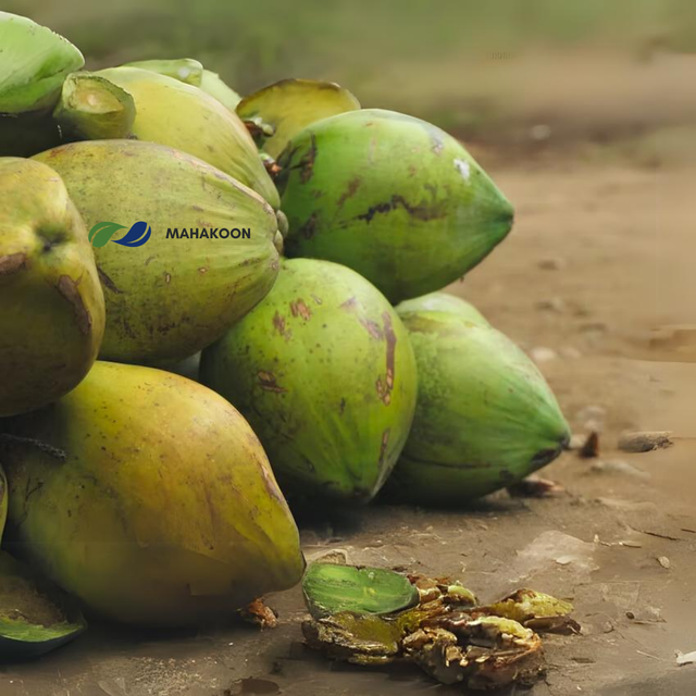 Premium Fresh Coconut From Thailand Sweet Organic Fresh Coconut Premium Quality Best Seller with GI quality - Image 4