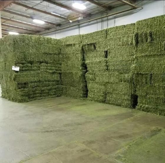 We offer premium quality Fresh & Dry Alfalfa Hay in stock, rich in protein and nutrients, ideal for cattle, horses, goats, sheep, and other livestock feed. Our alfalfa hay is naturally grown, properly dried, dust-free, and carefully packed to maintain freshness and high nutritional value. Available in bales with competitive CIF prices to your destination port. - Image 3
