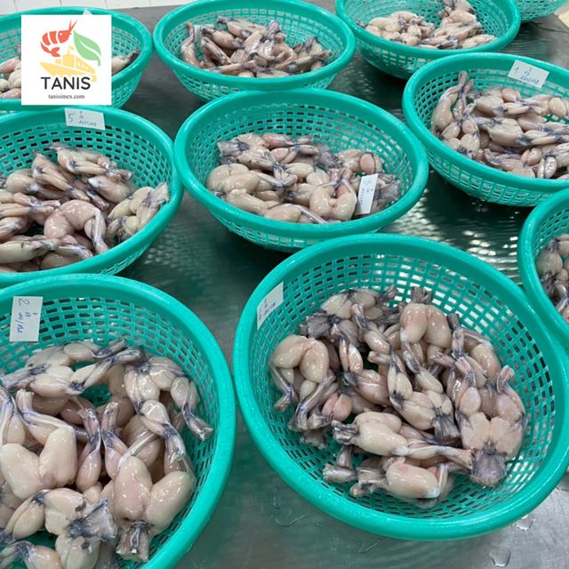 High quality frozen frog legs/ Ancas de rana competitive price - Image 3