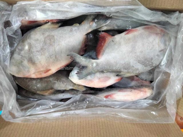 Top selling frozen red pomfret for wholesales export - Image 5