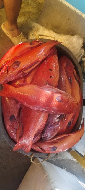 Frozen Grouper - Image 4