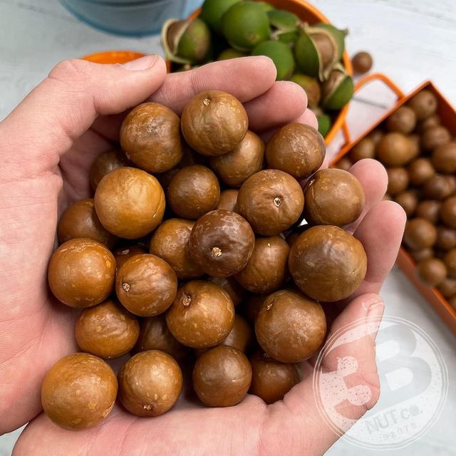 Bulk Premium Macadamia Nuts Fresh Roasted Natural Snack Wholesale Healthy Supply Ideal for Retailers Wholesalers and Export - Image 3