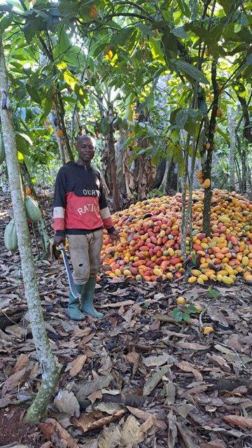 Cameroon Cocoa Beans – Grade 1 & Grade 2 – Traceable Origin - Image 3