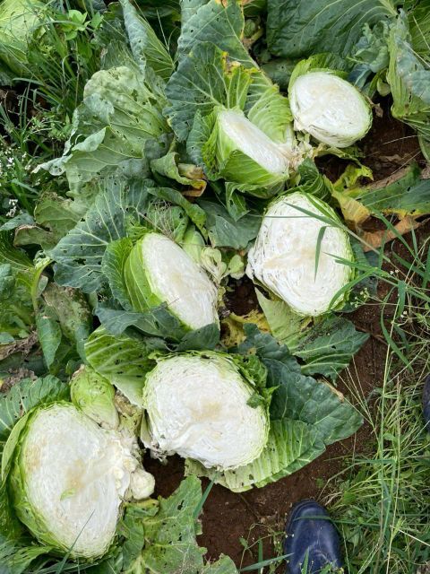 Cabbage - Image 1