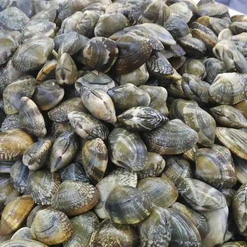 Fresh Short Necked Meat Frozen Baby Clams Shell On Style FROZEN Packaging Bag Brand Name MTH Address FUJIAN Ingredients - Image 1