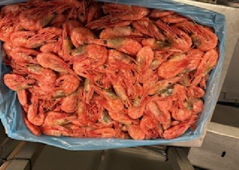 Frozen Fresh Red Shrimps Premium Export Quality With High Protein Content And Carefully Processed For International Buyers - Image 4