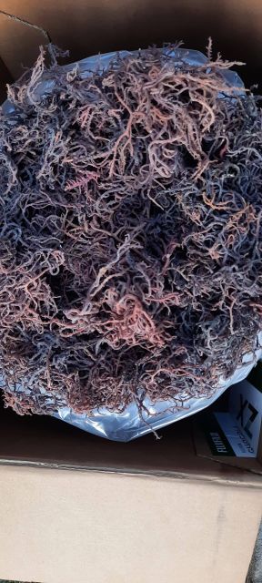 Wholesale dried seamoss Type dry seamos Grade Tope grade Shelf Life 24 months - Image 1