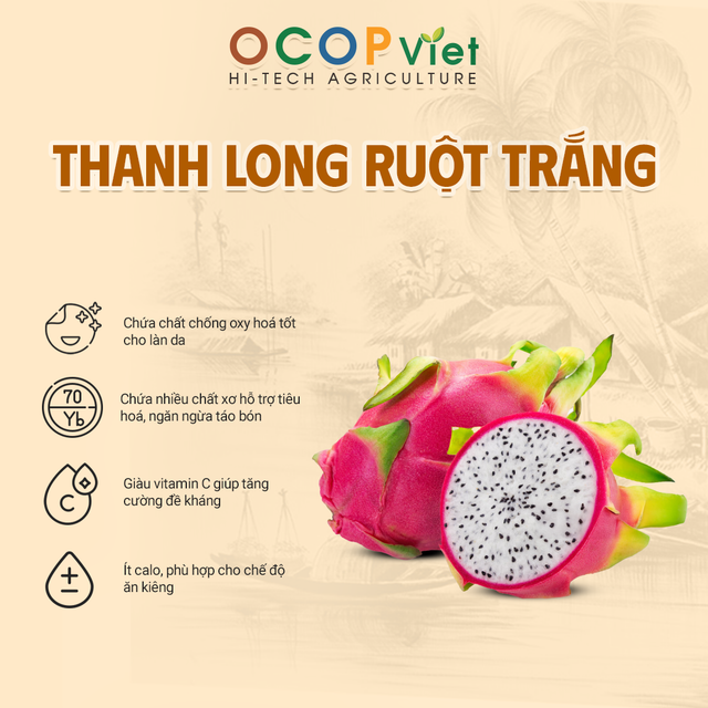 Thanh long ruột trắng - White Flesh Dragon Fruit - Image 3