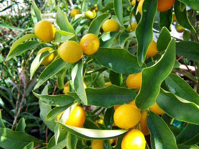 Fresh Eureka Lemon From THAI Color Yellow Harvest Time Sep Shelf Life 2 YEARS Features Gluten-Free Aroma Strong Fragrance - Image 3