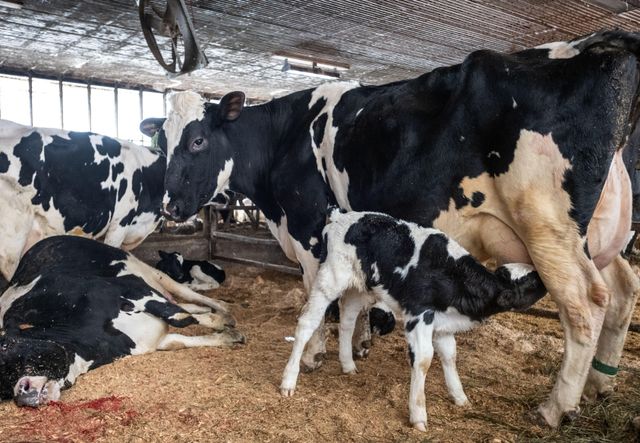 Productive Dairy Cows With Good Milk Yield Potential Healthy Condition And Suitable Traits For Commercial Farming - Image 3