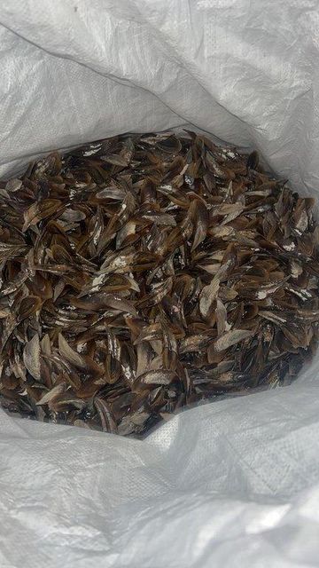 Natural Dried Conch Operculum – Cleaned & Sun-Dried - Image 1