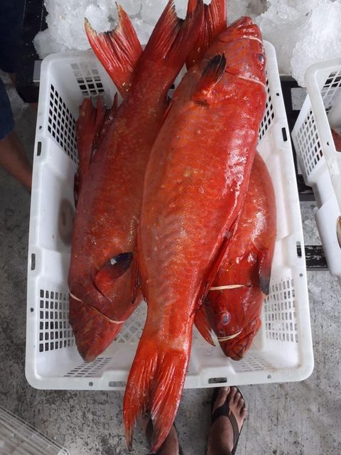 Groupers (Sunu) Type Fresh, Frozen Style 1.0 - 2.0 kg Packaging Master Carton, - Image 4