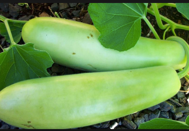 Fresh Bottle Gourd - Image 3