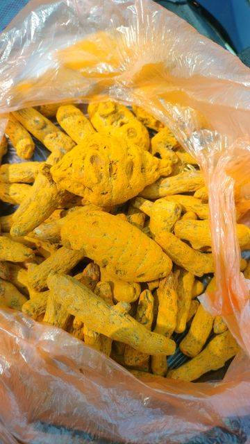 Turmeric Finger - Image 3
