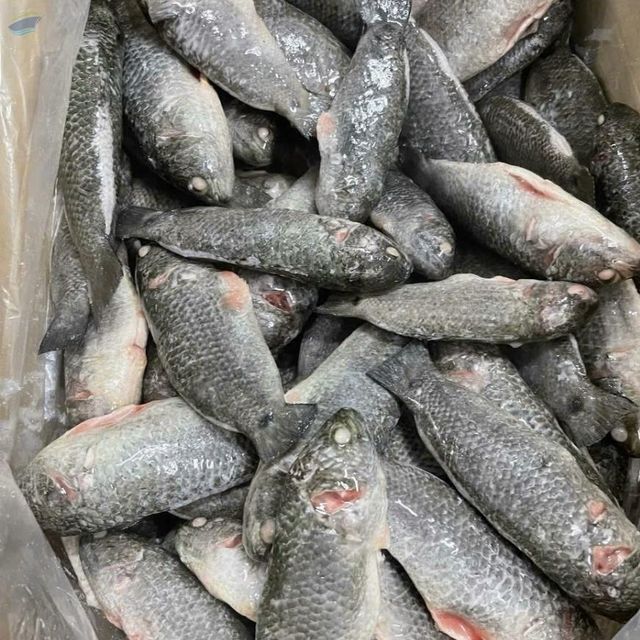 Perch - Image 1
