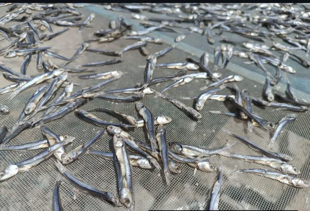 Dried Anchovy qeshm Intended Use Wholesale And Export Sourcing Location Qeshm Island, Iran Packaging Flexibility Flexible Packaging - Image 2