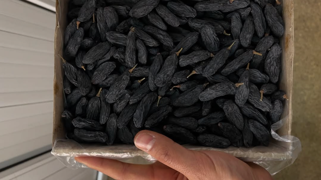 Sweet Flavor Dried Grapes Premium Quality Raisins Carefully Selected Packed in 10kg Cartons On Sale - Image 3