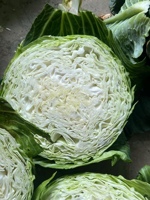 Cabbage - Image 5