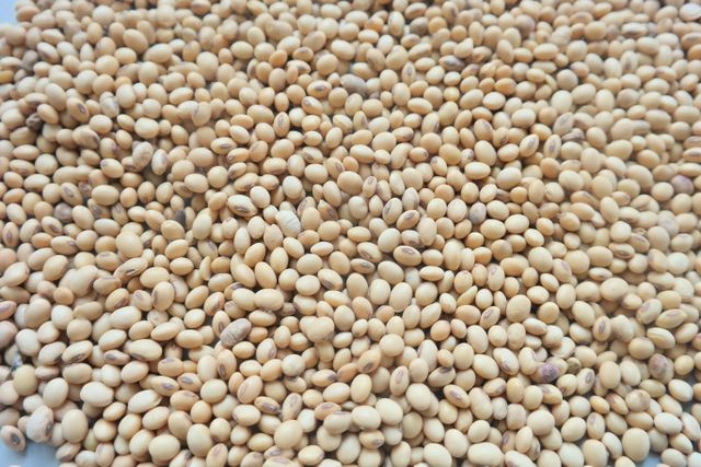 NON GMO SOYEANS for animal consumption - Image 2