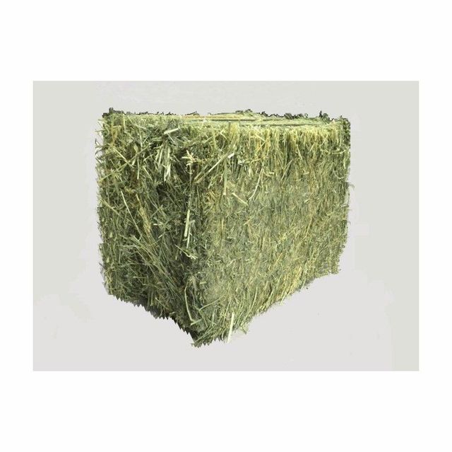 Wholesale lucerne hay fresh and green perfect for animal farming - Image 4