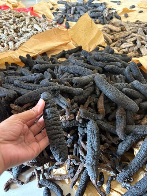 Dried Sea Cucumber Form Whole Drying Method Direct Sunlight Purity Clean From Dust And Sand Origin Indonesian, Indonesian Sea - Image 4