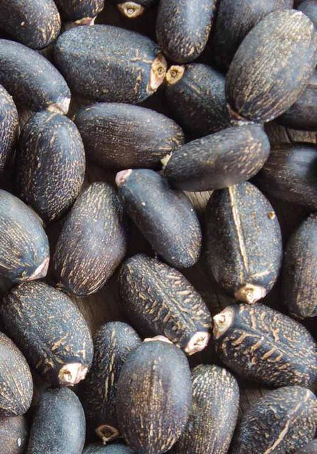 Jatropha seeds - Image 1