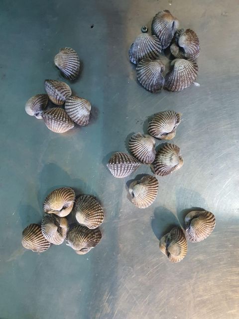 High Quality Blood Clam (OCEAN FINEST CLAM) TOP QUALITY Purity High Size 15-100 Color Natural Texture Fresh Weight (kg) 10 - Image 3