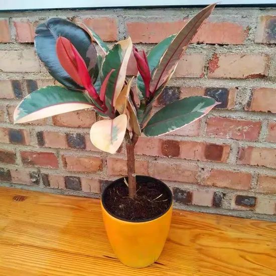Hot Sale Black Indoor Plants Ruby Ficus MOQ 100 Origin China Scent Odorless Model NO. ficus Type Potted Flowers Deliver Time 15days - Image 3