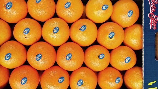 Oranges navalines Organic No Origin Greece Flesh Type Seedless Flavor Sweet, Juicy, And Aromatic Variety Navelina Oranges, navalines - Image 2