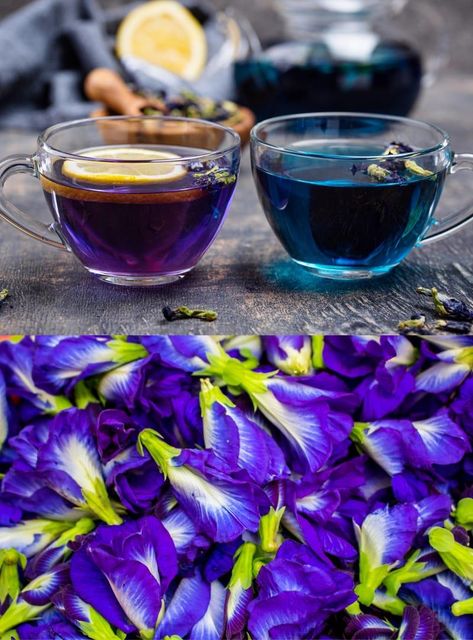 Blue Pea Tea - Image 3