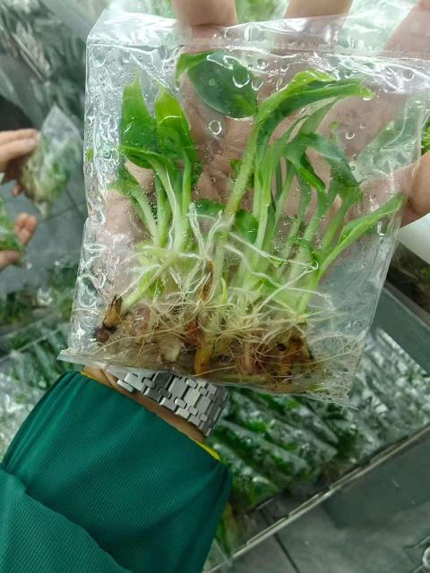 BANANA TISSUE CULTURE CAVENDISH - Image 3