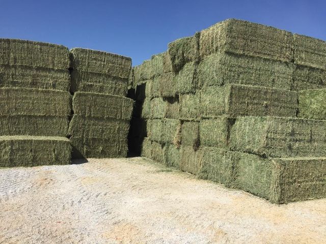 Alfalfa Al-Hijazi - Image 4