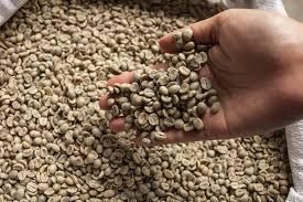 Vietnam Green Coffee Bean High Quality for Exporting - Image 4