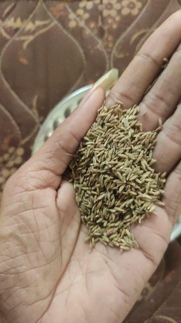 Cumin Seeds - Image 1