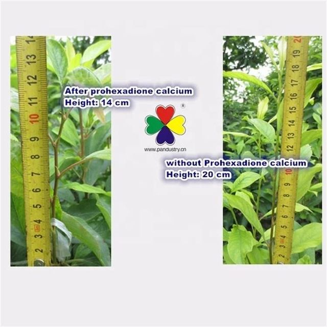 High Effective Plant Growth Regulator Prohexadione Calcium 10%WDG - Image 3