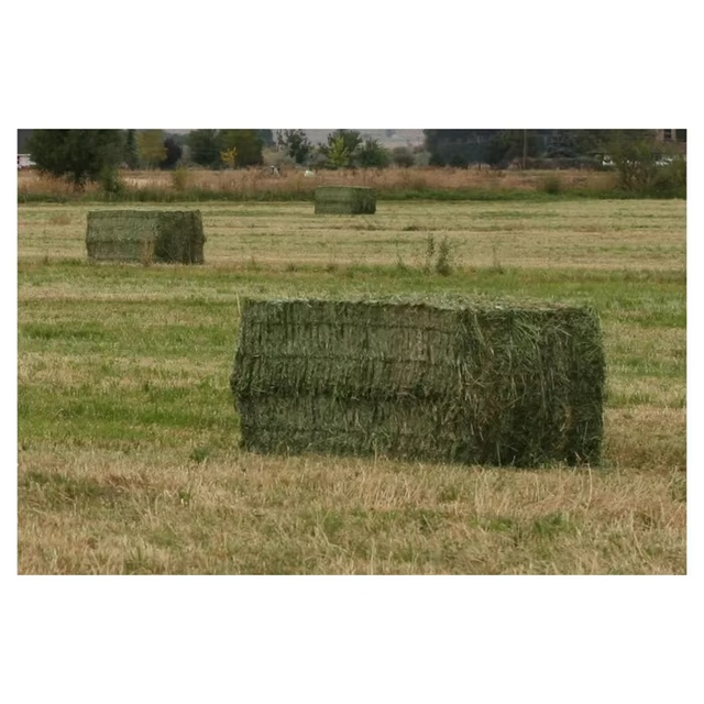 Export Quality Timothy Hay Clean Dry Long Fiber Grass For Healthy Animal Feeding Programs - Image 4