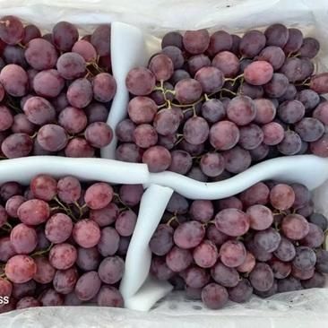 FRESH GRAPES Color Natural, Uniform Condition Fresh, Handpicked Grade Premium / Export Quality Texture Firm, Sweet, Juicy, Firm - Image 3