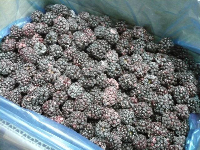 IQF blueberry blackberry raspberry - Image 5